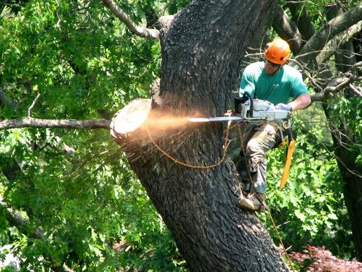 TREE REMOVAL 101