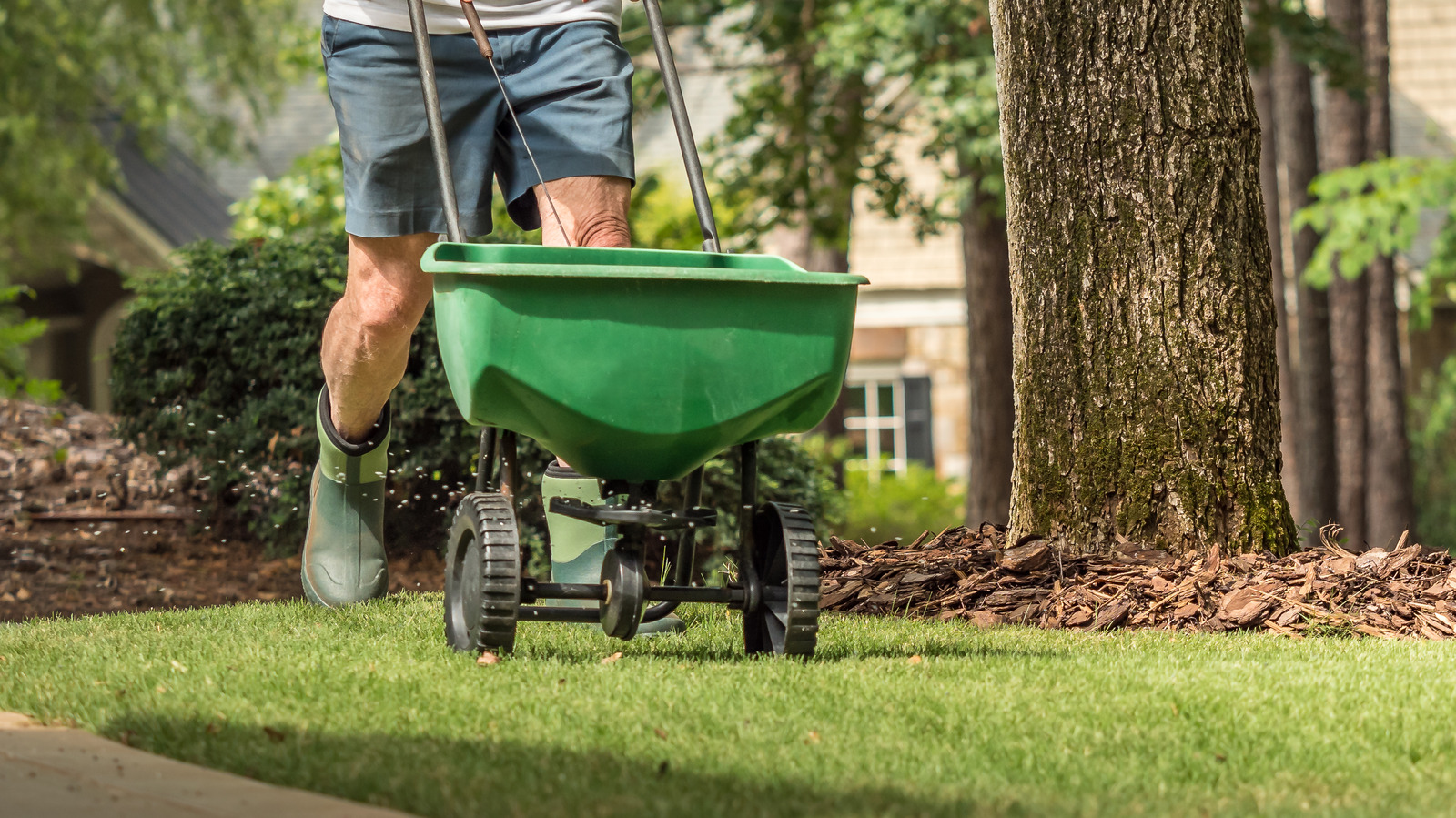 Aeration and Overseeding