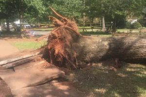 24:7 Storm Damage Restoration. Emergency Tree Removal