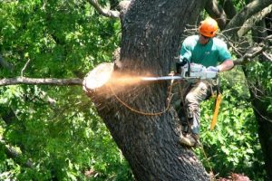 TREE REMOVAL 101